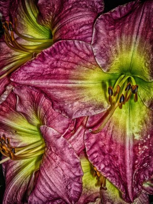 flower eight